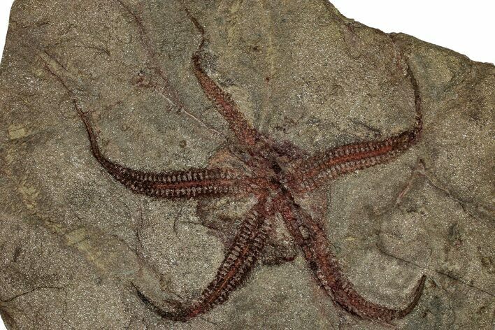 Huge, Ordovician Brittle Star (Ophiura) Fossil - Morocco #359144